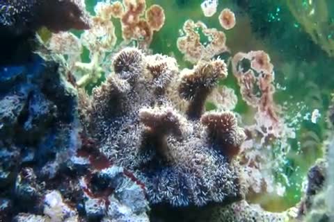 Pavona decussata