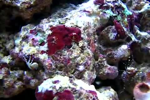 Petrolisthes fimbriatus