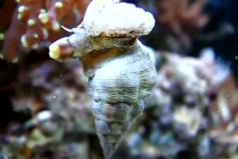 Cerithium (Thericium) guinaicum