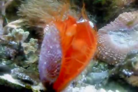 Lima scabra
