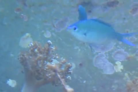 Chromis viridis