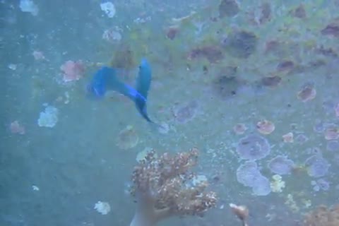 Chromis viridis