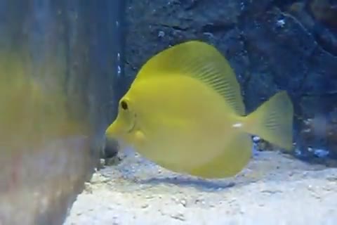 Zebrasoma flavescens