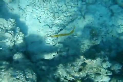 Aulostomus chinensis