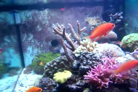 Pseudanthias randalli