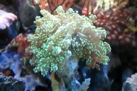 Euphyllia yaeyamaensis