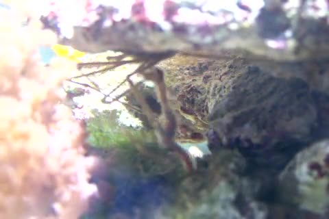 Stenorhynchus seticornis