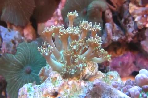 Goniopora djiboutensis
