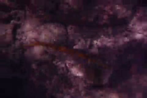 Aulostomus chinensis