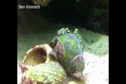 Dardanus deformis