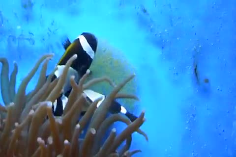 Amphiprion latezonatus