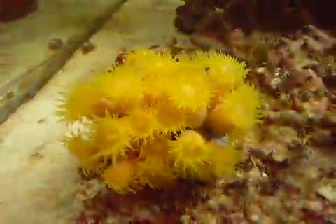 Dendrophyllia sp.