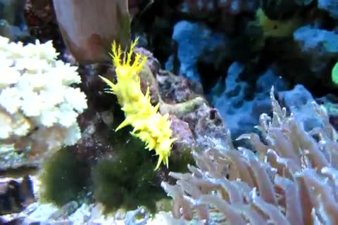 Colochirus robustus