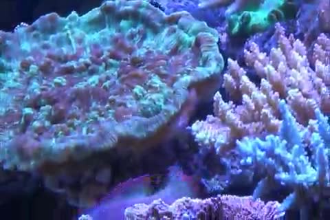 Zebrasoma rostratum