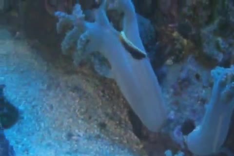 Halichoeres iridis