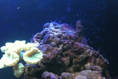 Ophiocoma pumila