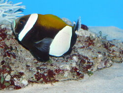 Amphiprion latezonatus - Weissband-Anemonenfisch Amphiprion latezonatus - Weissband-Anemonenfisch
