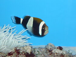 Amphiprion latezonatus - Weissband-Anemonenfisch Amphiprion latezonatus - Weissband-Anemonenfisch
