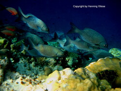 Kyphosus cinerascens; Malediven; Vilamendhoo Kyphosus cinerascens; Malediven; Vilamendhoo