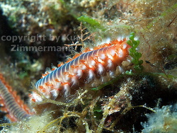 Hermodice carunculata; copyright by Kurt Zimmermann Hermodice carunculata; copyright by Kurt Zimmermann