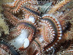 Hermodice carunculata; copyright by Kurt Zimmermann Hermodice carunculata; copyright by Kurt Zimmermann