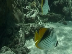 Ägypten 2009 Rotes Meer Ägypten 2009 Rotes Meer