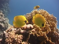 Ägypten 2009 Rotes Meer Ägypten 2009 Rotes Meer