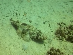 Ägypten 2009 Rotes Meer Ägypten 2009 Rotes Meer