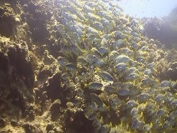 Ägypten 2009 Rotes Meer Ägypten 2009 Rotes Meer