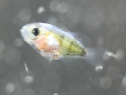 A.Bicinctus Larve A.Bicinctus Larve