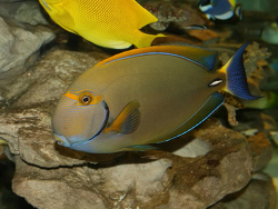 Acanthurus grammoptilus  Acanthurus grammoptilus