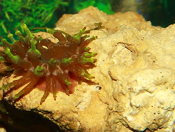 Cribrinopsis crassa - Mini Anemone Cribrinopsis crassa - Mini Anemone