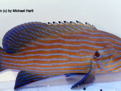 Cephalopholis boenack (c) by Michael Harl Cephalopholis boenack (c) by Michael Harl