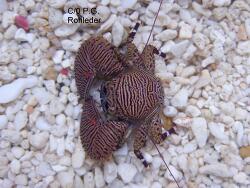 Petrolisthes bolivariensis (Werding & Kraus, 2002) Petrolisthes bolivariensis (Werding & Kraus, 2002)