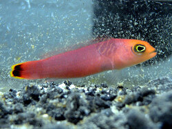 Pseudochromis elongatus (c) by Meeresaquaristik.de Pseudochromis elongatus (c) by Meeresaquaristik.de