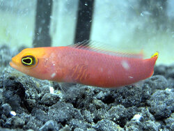 Pseudochromis elongatus (c) by Meeresaquaristik.de Pseudochromis elongatus (c) by Meeresaquaristik.de