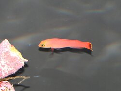 Pseudochromis elongatus Pseudochromis elongatus