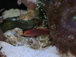 Pseudochromis elongatus Pseudochromis elongatus