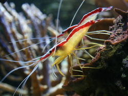 Lysmata amboinensis Lysmata amboinensis