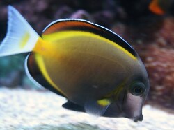 Acanthurus japonicus Acanthurus japonicus
