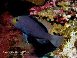 Rotes Meer; Marsa Alam Rotes Meer; Marsa Alam