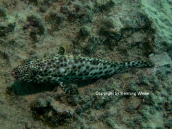 Epinephelus tauvina; Rotes Meer; Marsa Alam Epinephelus tauvina; Rotes Meer; Marsa Alam