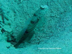 Cryptocentrus caeruleopunctatus; Rotes Meer Marsa Alam Cryptocentrus caeruleopunctatus; Rotes Meer Marsa Alam