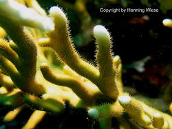 Millepora dichotoma; Rotes Meer, Marsa Alam Millepora dichotoma; Rotes Meer, Marsa Alam