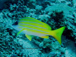 Lutjanus kasmira; Rotes Meer, Marsa Alam Lutjanus kasmira; Rotes Meer, Marsa Alam