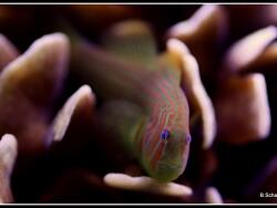 Gobiodon rivulatus - Korallen Grundel Gobiodon rivulatus - Korallen Grundel