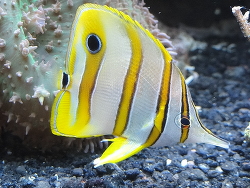 Chelmon rostratus - Orangebinden-Pinzettfisch  Chelmon rostratus - Orangebinden-Pinzettfisch