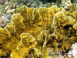Millepora platyphylla; Rotes Meer, Marsa Alam Millepora platyphylla; Rotes Meer, Marsa Alam
