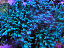 Acropora turaki Acropora turaki