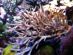 Acropora suharsonoi , Kleinpolypige Steinkoralle Acropora suharsonoi , Kleinpolypige Steinkoralle